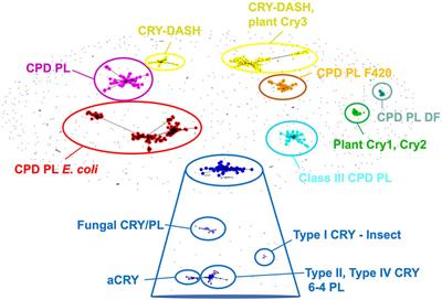A structural decryption of cryptochromes